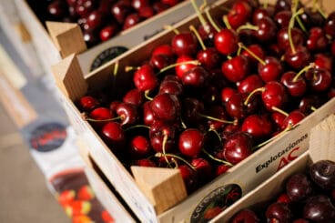 collita de cireres de la muntanya d'alacant de la vall de gallinera el 2024