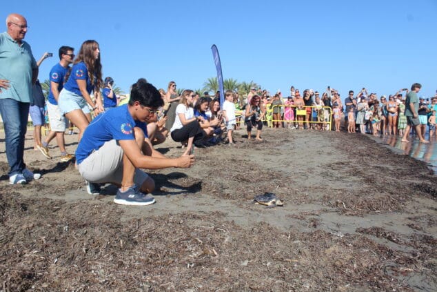 en una anterior suelta de tortugas en denia