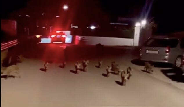 senglars perseguixen una ciclista en denia