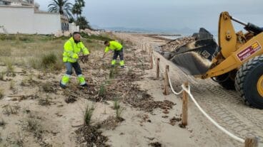 limpieza de canas de la dana en las playas de denia