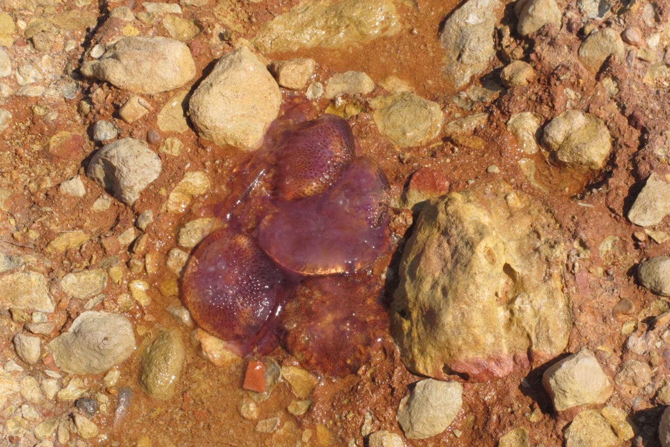 Medusas clavel en la playa de Dénia 11