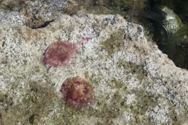 Medusas clavel en la playa de Dénia 5