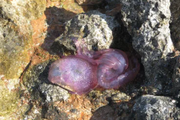 Medusas clavel en la playa de Dénia 8