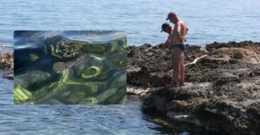 Medusas en la playa de Dénia