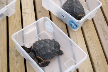 Suelta de tortugas en la Punta del Raset de Dénia (1)