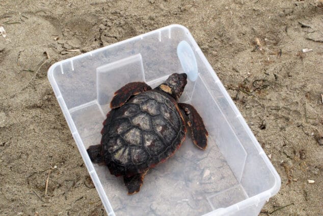suelta de tortugas en la punta del raset de denia 11