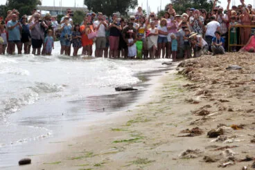 Suelta de tortugas en la Punta del Raset de Dénia (29)