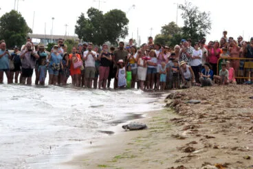 Suelta de tortugas en la Punta del Raset de Dénia (30)