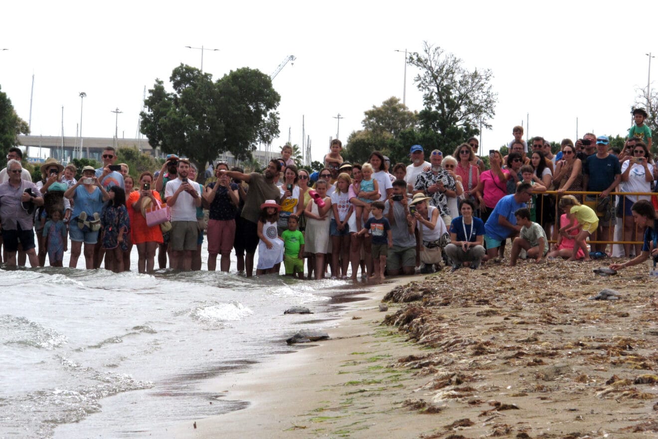 Suelta de tortugas en la Punta del Raset de Dénia (32)