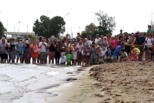 suelta de tortugas en la punta del raset de denia 32