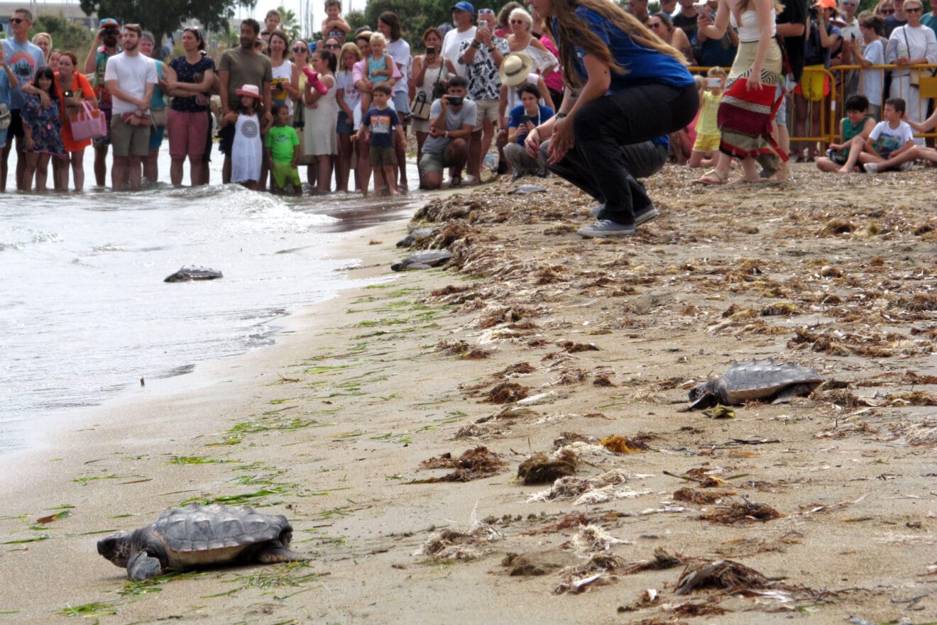 Suelta de tortugas en la Punta del Raset de Dénia (33)