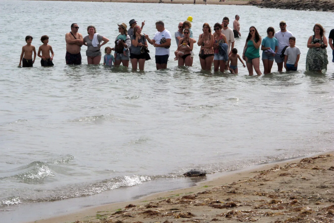 Suelta de tortugas en la Punta del Raset de Dénia