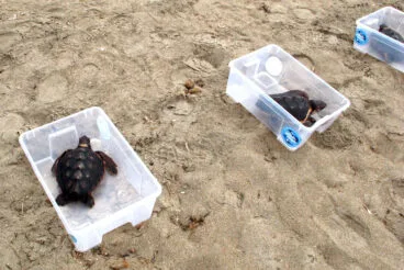Suelta de tortugas en la Punta del Raset de Dénia (9)
