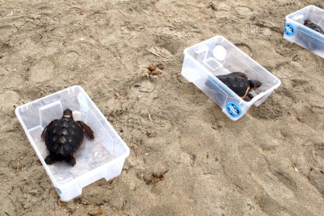 suelta de tortugas en la punta del raset de denia 9