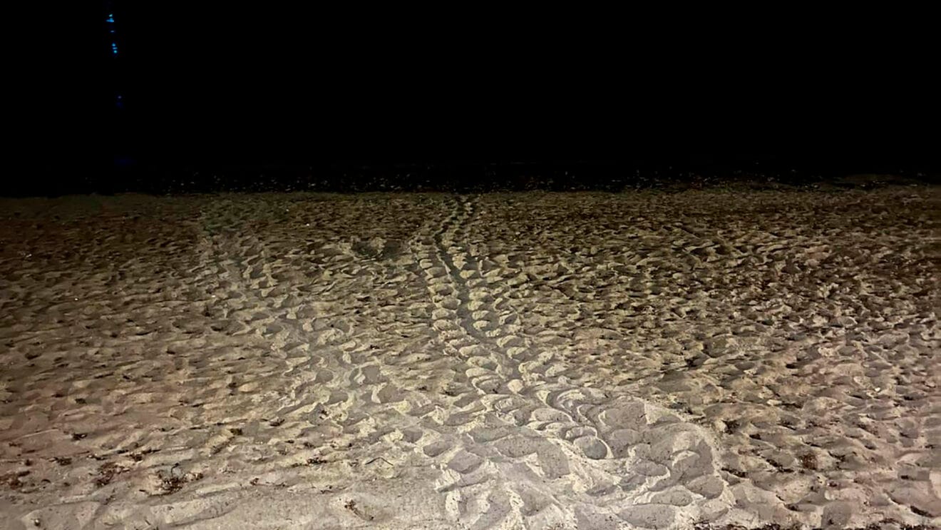Camino realizado por la tortuga Diana en una playa de Dénia