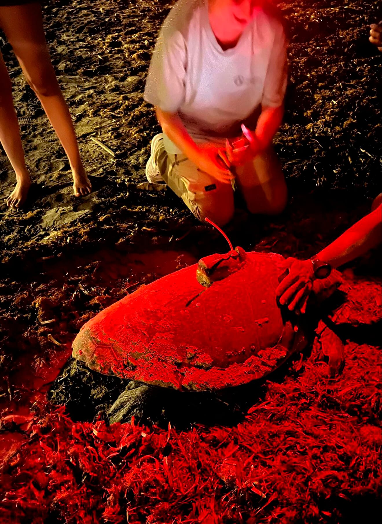 Cuarta puesta de la tortuga Diana en Dénia 01