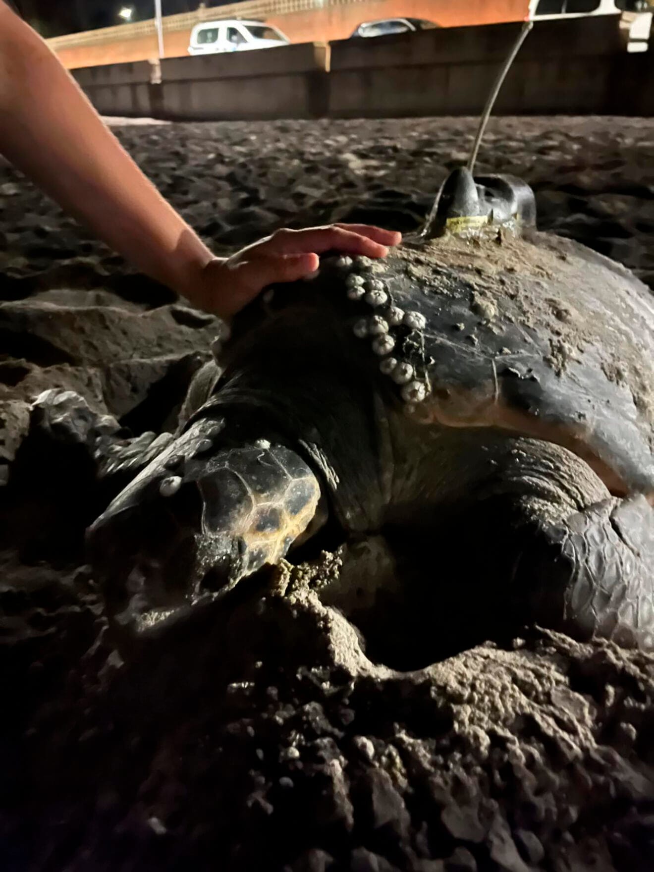 Cuarta puesta de la tortuga Diana en Dénia 02