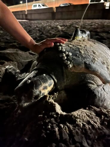 Cuarta puesta de la tortuga Diana en Dénia 02