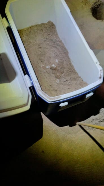 Cuarta puesta de la tortuga Diana en Dénia 04