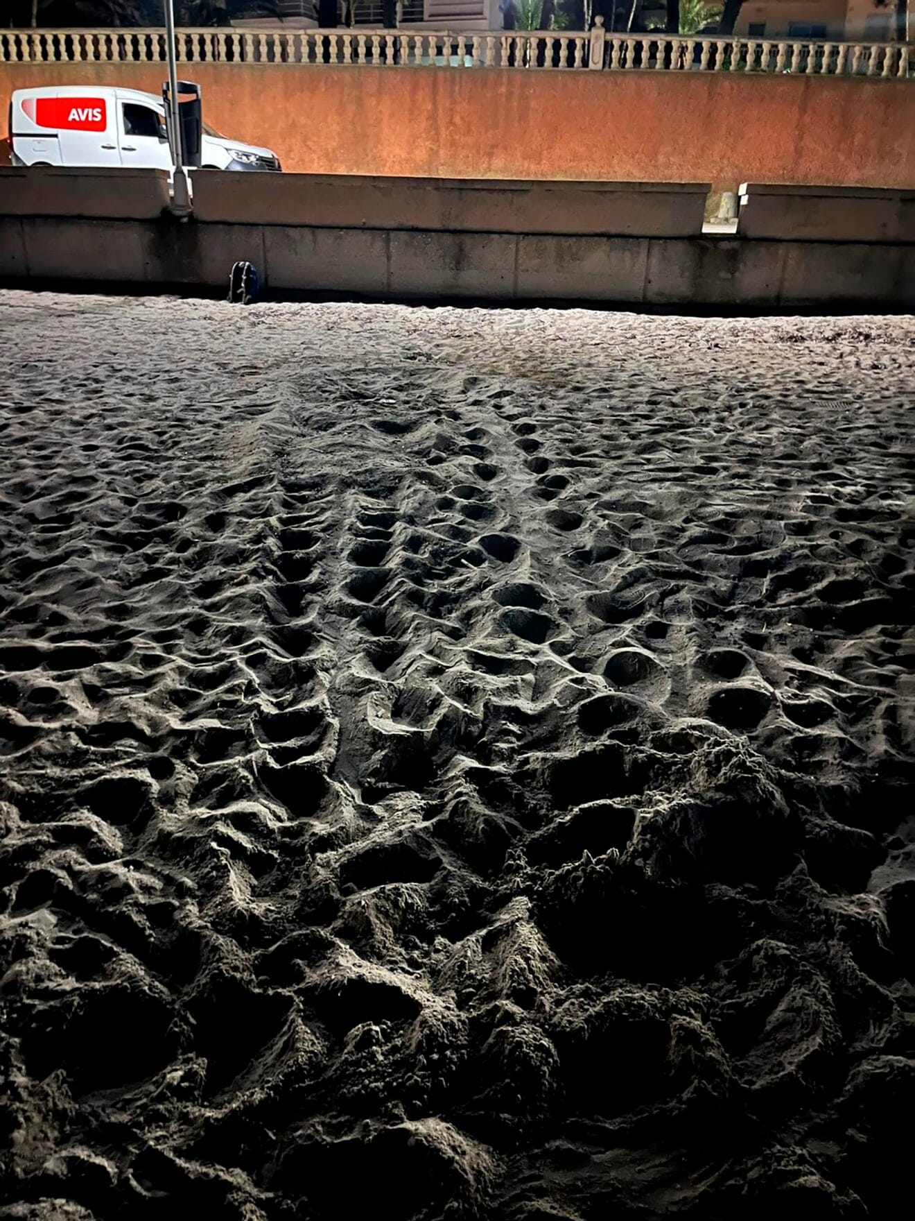 Cuarta puesta de la tortuga Diana en Dénia 05