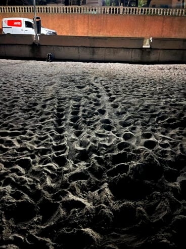 Cuarta puesta de la tortuga Diana en Dénia 05