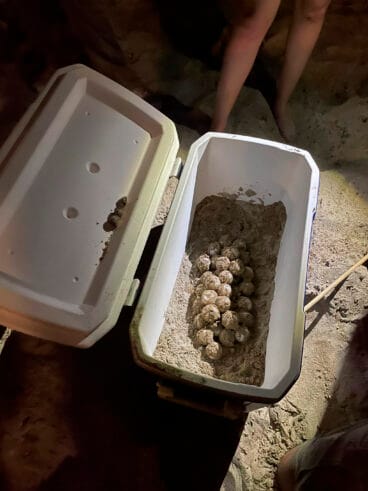 Cuarta puesta de la tortuga Diana en Dénia 08