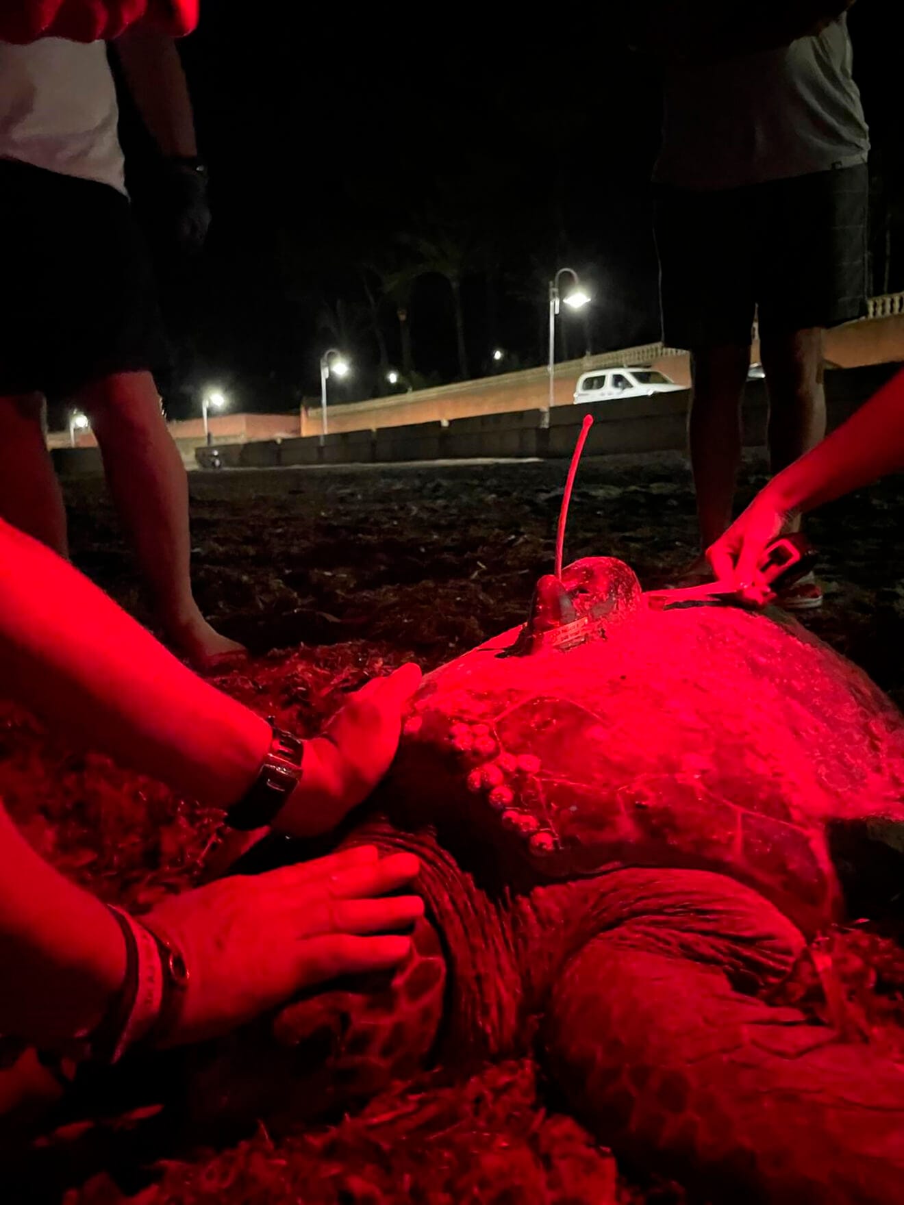 Cuarta puesta de la tortuga Diana en Dénia 10