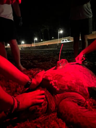 Cuarta puesta de la tortuga Diana en Dénia 10