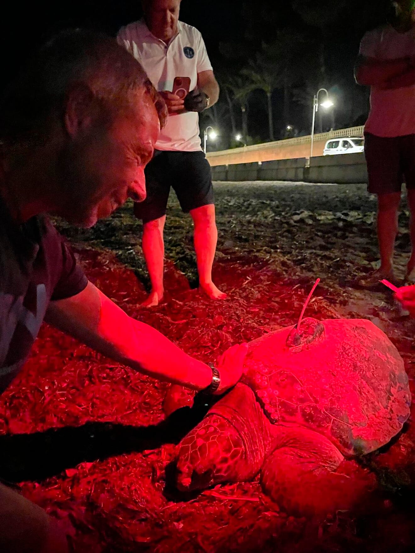 Cuarta puesta de la tortuga Diana en Dénia 11