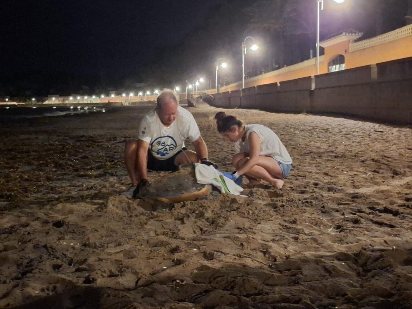 Diana desova en la playa de Dénia (1)