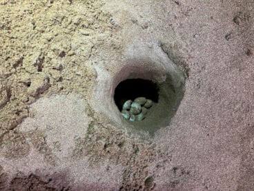 Huevos de Diana en la playa de Dénia