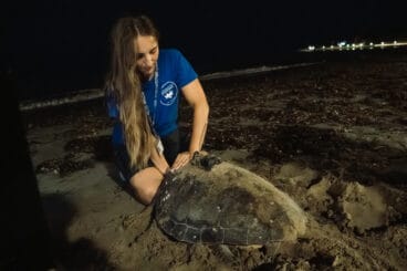 la tortuga diana atendida por los expertos de loceanografic