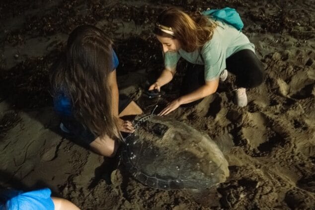 la tortuga diana desovando en la playa de denia