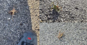 exemplaren van Tettigoniidae in het binnenland van de Marina Alta