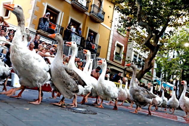 gran desfile de gala de moros y cristianos de denia de 2025 93