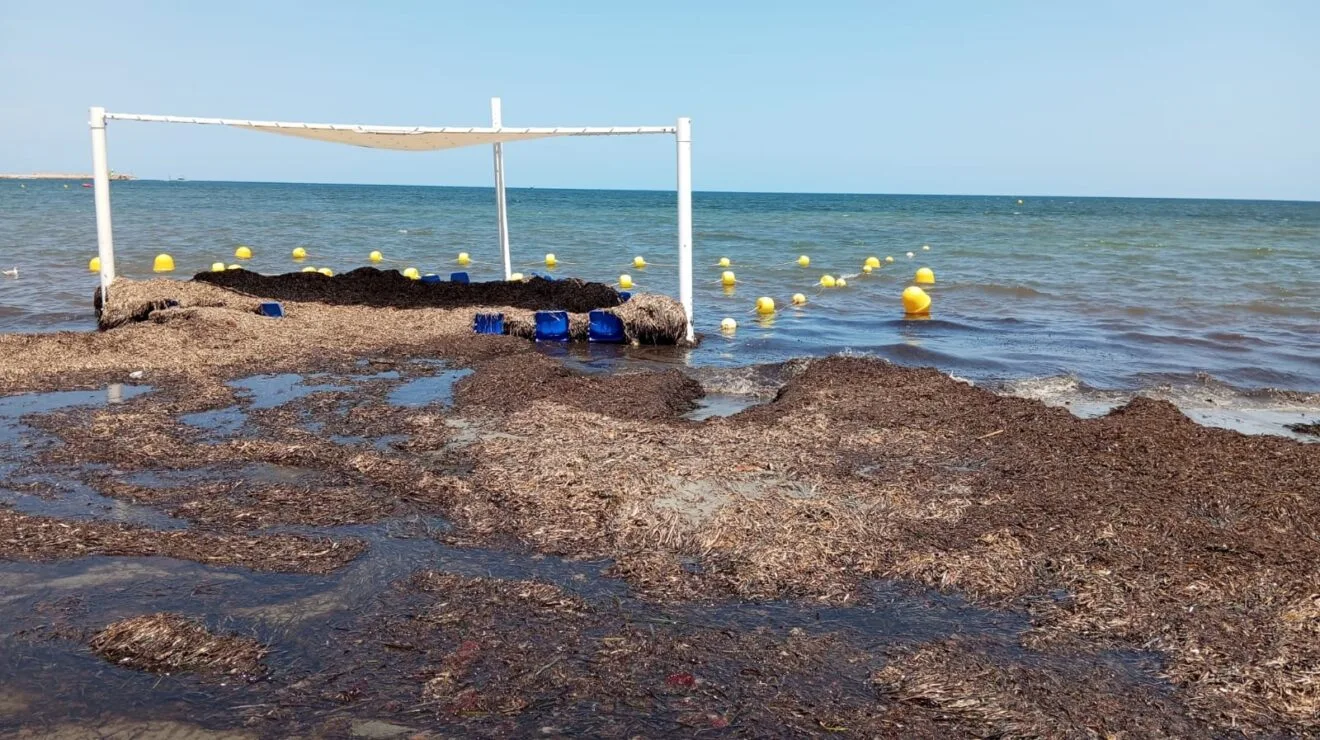 Montaña de posidonia en la zona de baño adaptado de la Marineta Cassiana