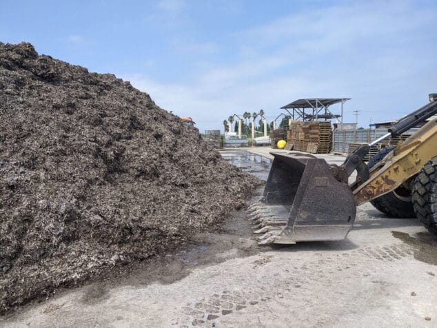 Imagen: Montaña de posidonia recogida en las playas de Dénia
