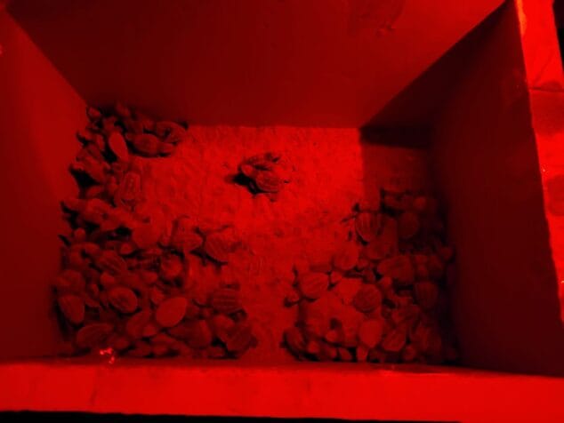 nacimiento de tortugas en la playa de denia