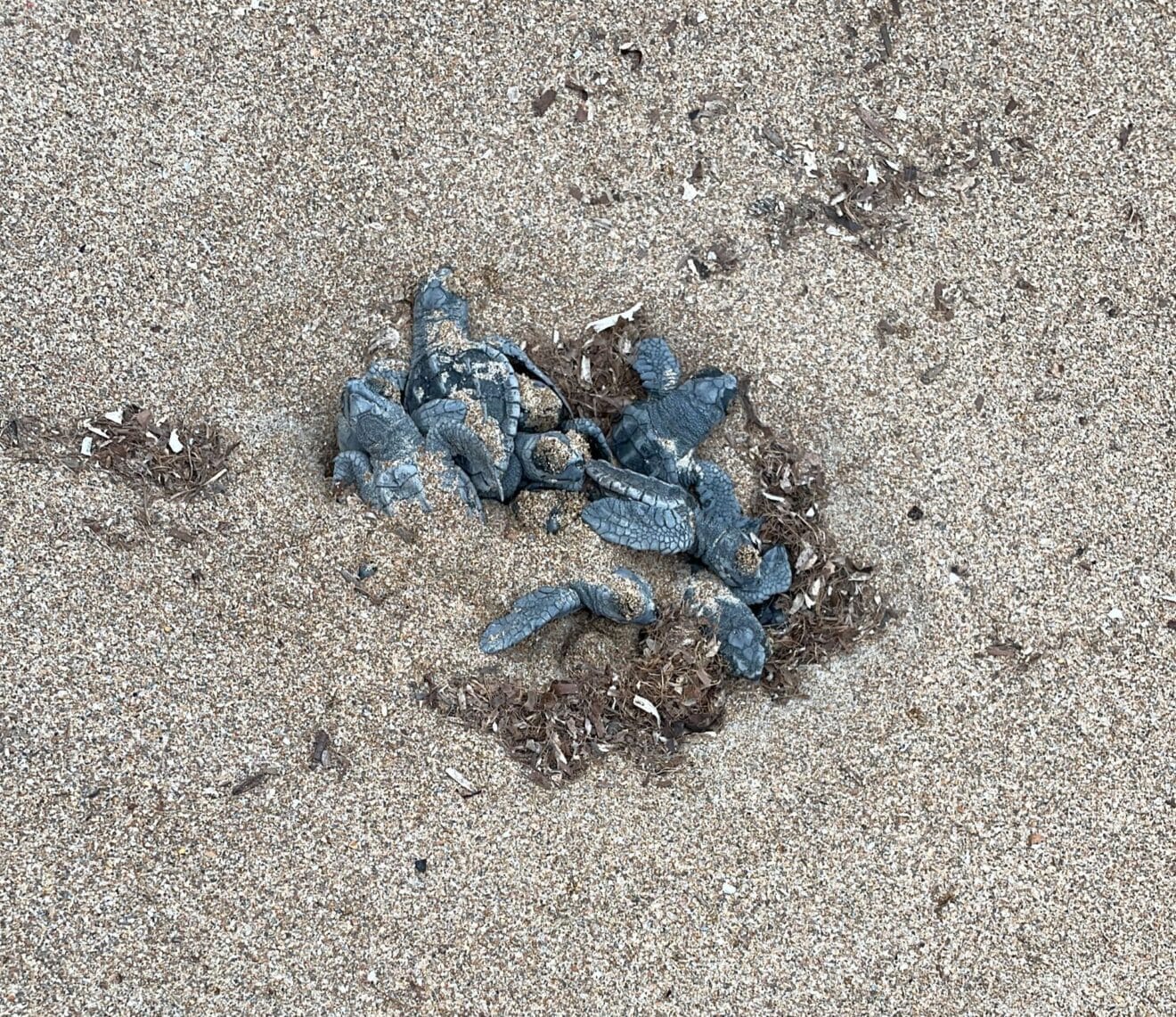 Nido de tortugas eclosionando en Dénia
