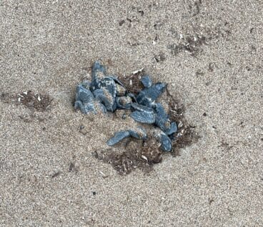 nido de tortugas eclosionando en denia