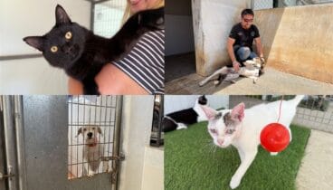 perros y gatos de apad denia y els poets de pedreguer