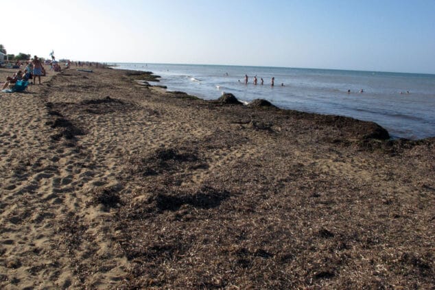 posidonia acumulada en una playa de denia