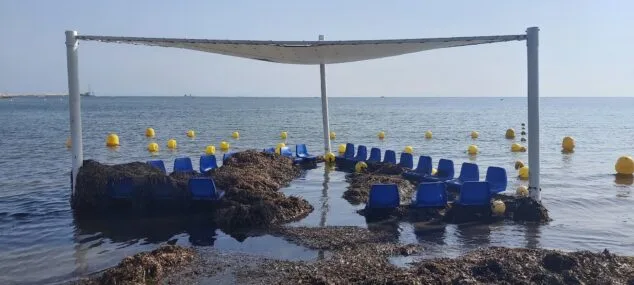 Imagen: Posidonia en la zona de baño adaptado de la Marineta Cassiana