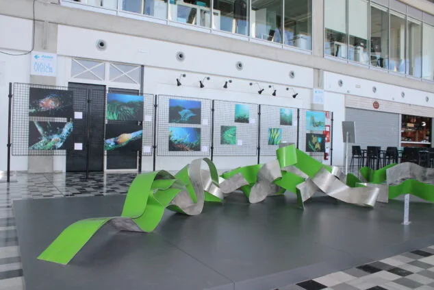 Imagen: Una exposición en la estación marítima muestra la vida de la posidonia a través de la mirada de cuatro fotógrafos dianenses