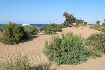 bosque del raset