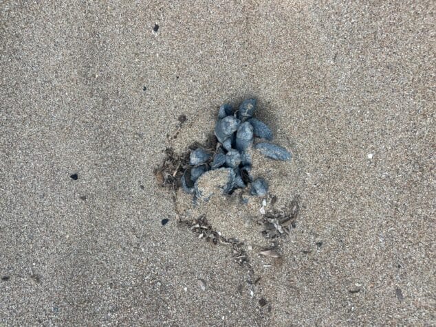 nacen 62 tortugas en la playa de denia