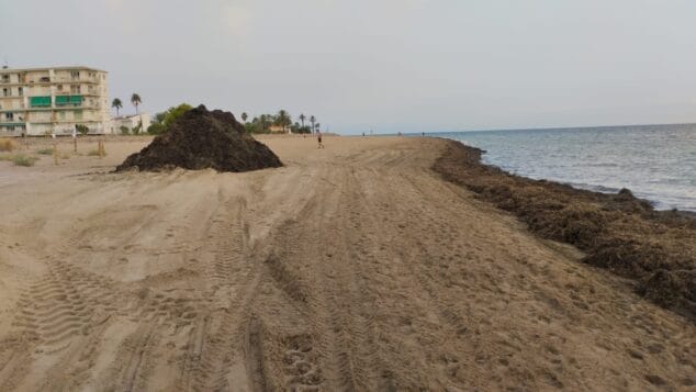 Imagen: Posidonia amontonada tras su recogida en una playa de Dénia