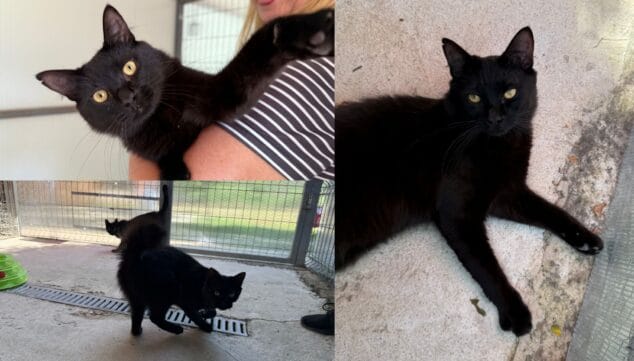 adopcion gatos negros