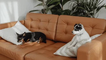 tu mascota corre peligro este invierno los 7 cuidados que nadie te cuenta y que podrian salvarle la vida