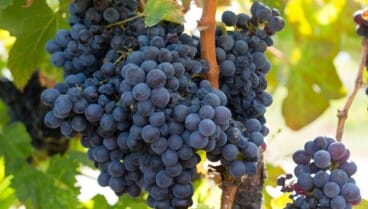 Bodegas Xaló, tradición vinícola en La Marina Alta
